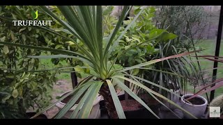 La cordyline australis  à cultiver en pot ou au jardin  Truffaut [upl. by Blanka]