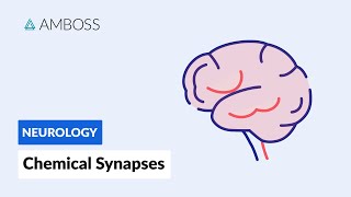 Chemical Synapses Neuronal Signal Transmission [upl. by Haeli]