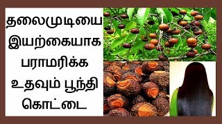 How to Use Reetha Soap Nuts in Tamil │ தலைமுடியை இயற்கையாக பராமரிக்க உதவும் பூந்தி கொட்டை [upl. by Akeylah]