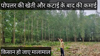 popular ki kheti  poplar tree farming india  किसान भाई पोपलर की पेड की खेती कैसे करे पूरी जानकारी [upl. by Olathe]