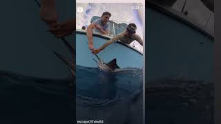 Sailfish Release fishing [upl. by Nelad951]