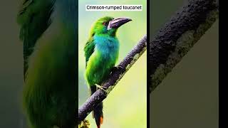 Crimsonrumped toucanet birds birdsounds nature shorts [upl. by Edlihtam]