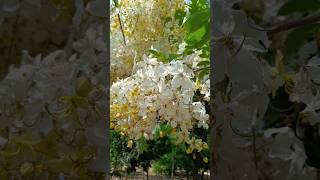 nurseryman creatives Cassia fistula white flower rainbow shawer treeshortvideo [upl. by Lancaster]