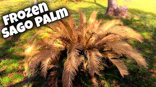 Sago Palm Pruning After Winter Damage 🌴 Cycas Revoluta [upl. by Jon]