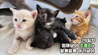 엄마냥이 초롱이와 아장아장 아기고양이 26일차 [upl. by Charbonneau833]