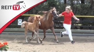 FMA  REITTVWebstar Anja fährt mit Tino auf die Fohlenschau in Emstek [upl. by Jorgensen433]