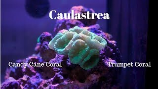 Caulastrea Candy Cane Coral [upl. by Asilrac487]