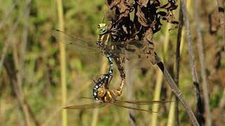 Aeshna constricta Lancetipped Darner Pair [upl. by Koralie]