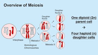 Meiosis and Gametogenesis Spermatogenesis and Oogenesis [upl. by Poulter]