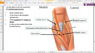 Anatomy Medical Students  Lecture 11  Median Nerve [upl. by Eisinger926]