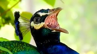 Peacock calls amp peacock sounds  Burung merak  morni aur mor ki awaaz [upl. by Orsola]