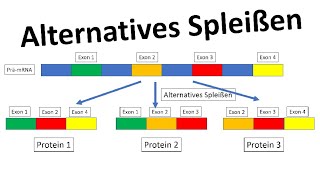 Alternatives Spleißen Genregulation Eukaryoten  Biologie Oberstufe [upl. by Norbel928]