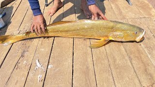 fishing  fishing for jewfish  mulloway fishing  jigging fishing  how to catch mulloway [upl. by Eudosia443]