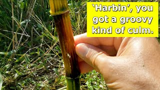 Phyllostachys aureosulcata Harbin  New Shoots Looking Groovy [upl. by Alameda]