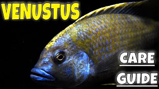 NIMBOCHROMIS VENUSTUS  SPECIES PROFILE [upl. by Mukerji890]