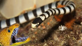 La Laticauda colubrina es una increíble serpiente venenosa que devora ¡a las MORENAS DE MAR [upl. by Acinnor]