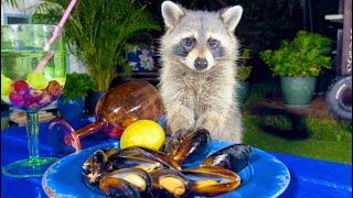 Raccoons are Eating Mussels  Raccoon Backyard Party [upl. by Jedthus]