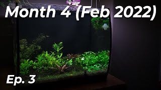 Setting up a Dirted No CO2 Fluval Flex 15 Gallon Aquarium  Month 4 Days 77  103 [upl. by Mccomb]