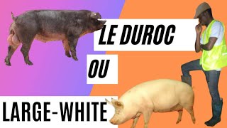 LES RACES DE PORC A DÉVELOPPER DANS VOTRE EXPLOITATION [upl. by Meldon]