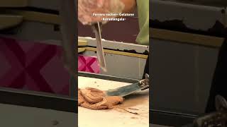 gelatone koramangala bangalore bangalivlog [upl. by Morgenthaler]