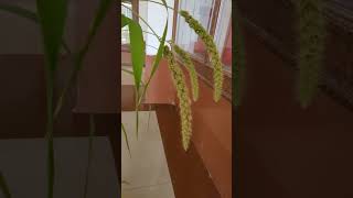 Foxtail Millet Plant [upl. by Eimarrej]