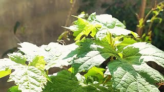 Information about many plants care tips gardening video [upl. by Ileak266]