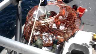 gulf snow crab fishing may 2009 [upl. by Alina844]