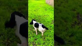 springer spaniel hunting cacciapassione cacciatore [upl. by Burta]