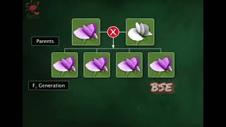 Mendels Law Of Dominance inheritance pattern biology 3danimation science [upl. by Innos326]