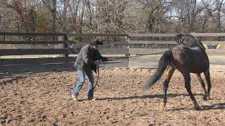 Aequitas Untrained Arabian Stallion Part 2 Beginning Ground Work [upl. by Gnart990]