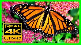 The Best Relaxing Garden in 4K  Butterflies Birds and Flowers🌻🐦 2 hours  4K UHD Screensaver [upl. by Aronael]