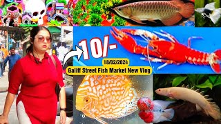 Galiff Street New video 18022024  Recent Aquarium Fish Price Update  Galiff street Fish Market [upl. by Cole]