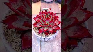 how to care for succulents amazing succulent shortsfeed plantscare [upl. by Akanke685]