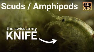 Amazing Amphipods  narrated cinematic nature video 4k [upl. by Heater]