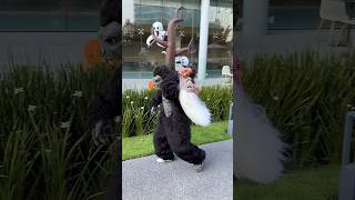 Gorila🦍 Disfraces que se pueden hacer en casa PARTE 40 halloween halloweenwithshorts [upl. by Esirahc]