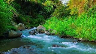 River amp Forest Wildlife  Flowing Water Birds amp Nature Sounds for Tranquil Sleep [upl. by Asirb]