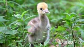 Demoiselle crane chicks [upl. by Belen]