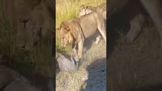 Lion Kills Warthog  Great Plains Conservation [upl. by Mortimer]