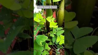 Lucky shamrock☘️ amp zz plant together 🌿🍃indoorplants householdplants nature clovergardenlovers [upl. by Doughty176]