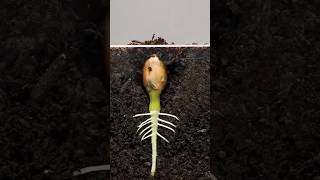 Life Of Plants  lifeofplants seedsowing timelapse garden houseplants niteshmeenaplants [upl. by Noit]