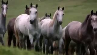 Lipizzan Horses in Jorvik [upl. by Norrehs803]