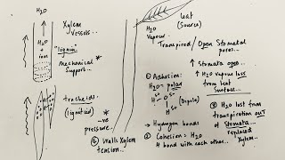 A Level Biology  Transpiration stream in Xylem [upl. by Iinde]