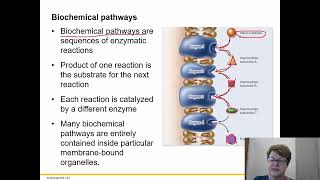 BIOL 1406 Chapter 6 Part 5 [upl. by Silevi373]