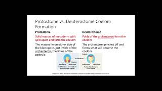 Protostomes vs Deuterostomes [upl. by Glaser]