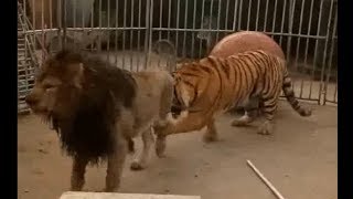 【老虎VS獅子】老虎挑釁獅子，與獅子打鬥【tiger vs lion】 [upl. by Mose877]