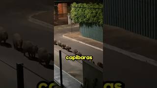 La marcha Capybara😱 [upl. by Ahsikahs675]