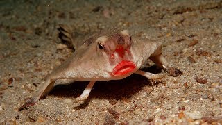 The Red Lipped Batfish  Natural Born Thrillers [upl. by Whitebook780]