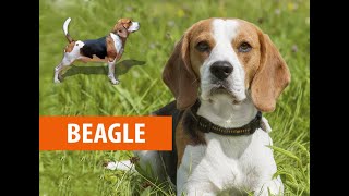 Beagle  Бигль  Нохойн үүлдэр №10 [upl. by Brodsky]