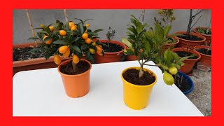 Kumquat y Limequat Fortunella del Lidl [upl. by Virgin]