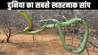 दुनिया का सबसे खतरनाक सांप Most Venomous Snake in the World Boomslang Snakes Video [upl. by Skell145]